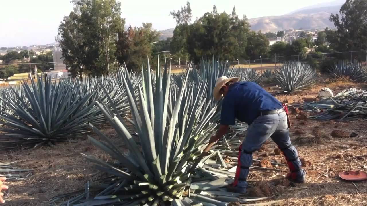 Demonstration of Harvesting an Agave Plant at Sauza