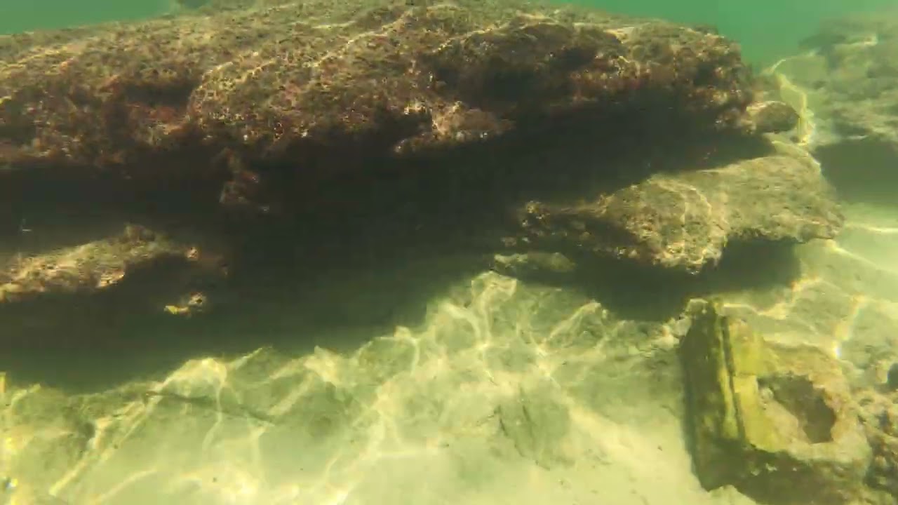 Large spotted ray jaffa #jaffa #telaviv #stingraye #travelingram 