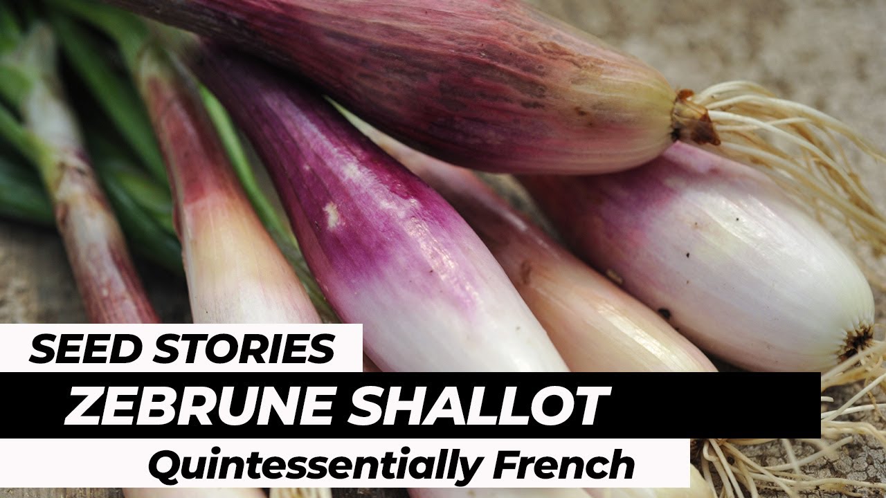 SEED STORIES | Zebrune Shallot: Quintessentially French!