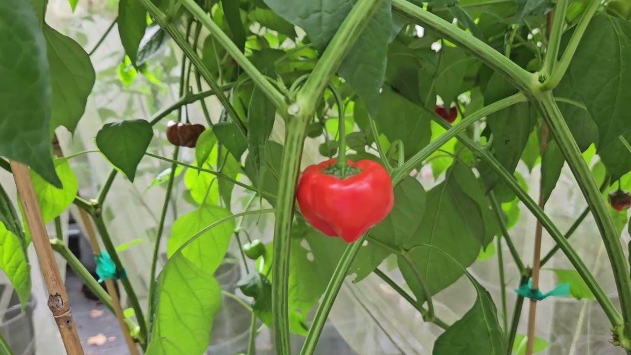 Malawi Piquante