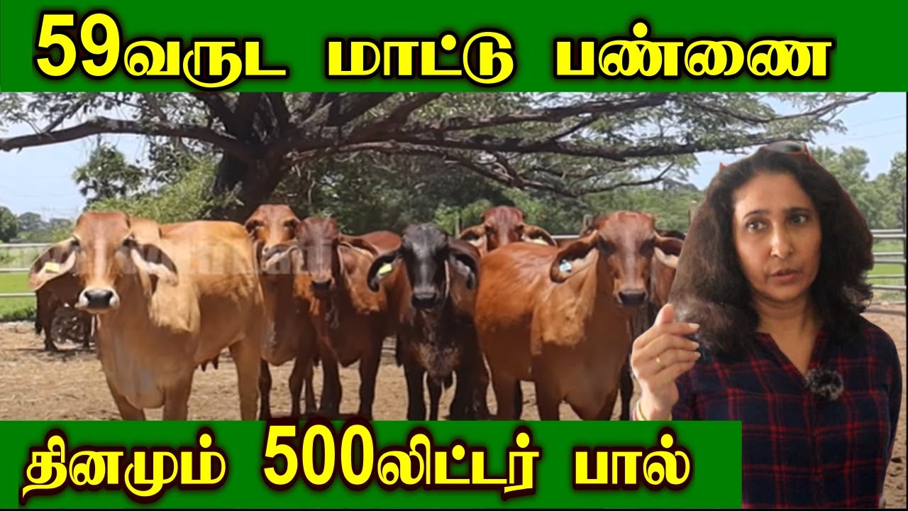 59வருட மாட்டு பண்ணை | அசத்தும் சிங்கப்பெண் | கன்றுகளை பராமரிக்கும் முழு விவரம் | பகுதி1