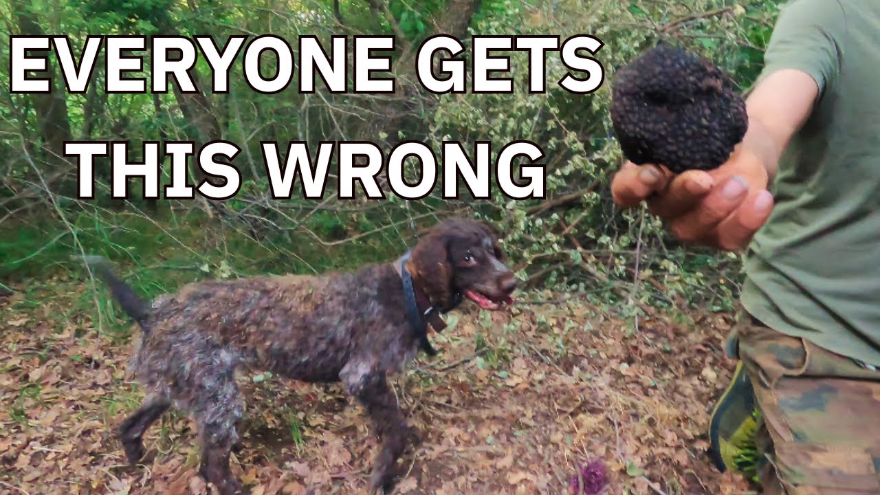 Everyone Gets This Wrong About Truffle Dog Training