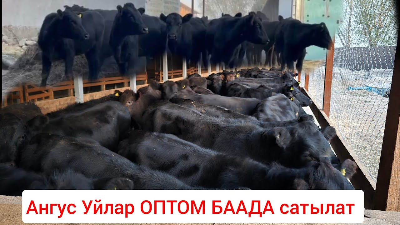 Ангус  Уйлар келди ОПТОМ баада Баары Сатылат 