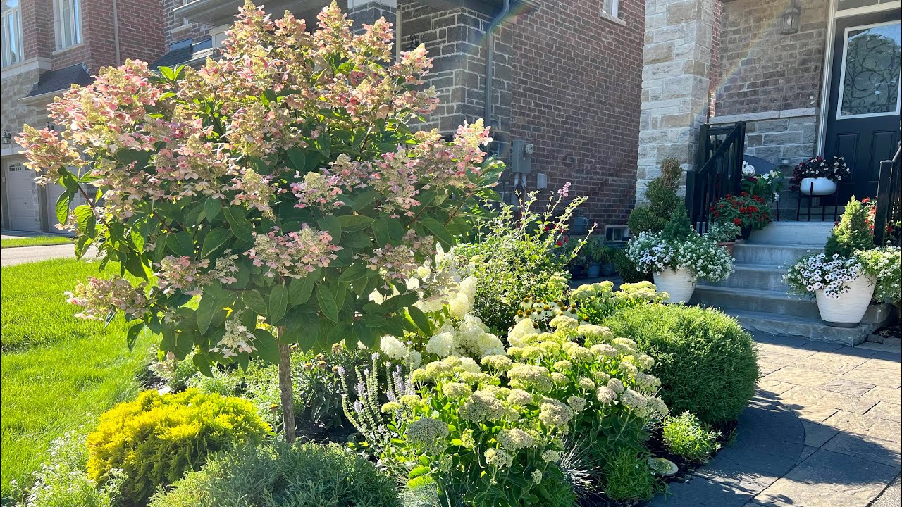 Front Garden Tour (relaxing with plant names) - Mid August 2022