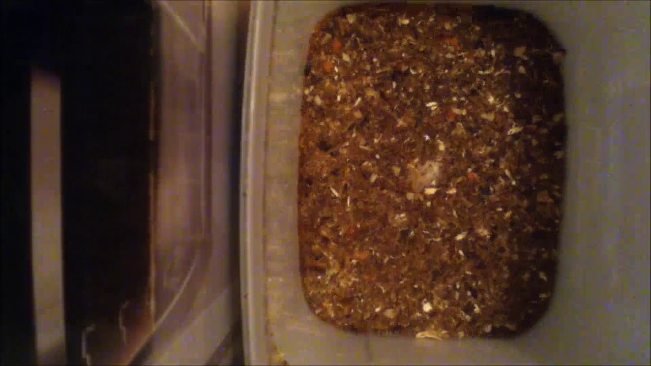 Dermestids: Attagenus unicolor Time-Lapse #18