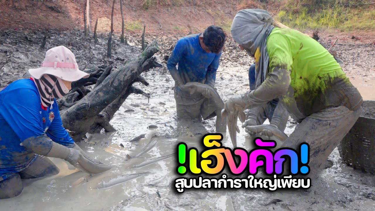 เฮ็งคัก!! สูบปลาสระผู้ใหญ่บ้าน สุดระทึกตื่นเต้น จับปลาตัวใหญ่กำราเพียบ l เหมาระปี68 l EP.27