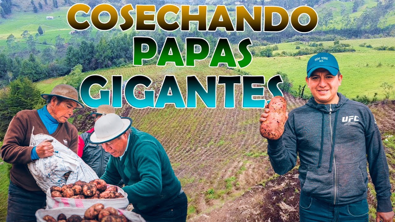PAPAS GIGANTES, NUNCA VI ALGO ASI Burgay- BiblianI GEO LEMA