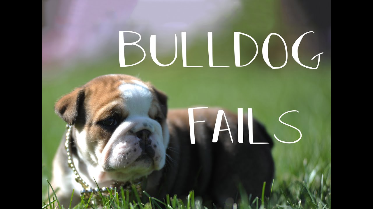 Bulldog fails 2018