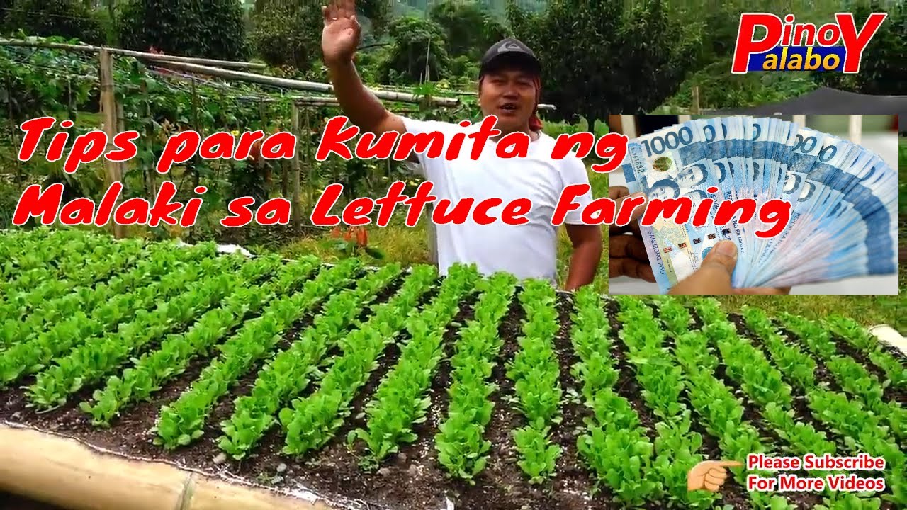 Kaalaman sa Lettuce Farming