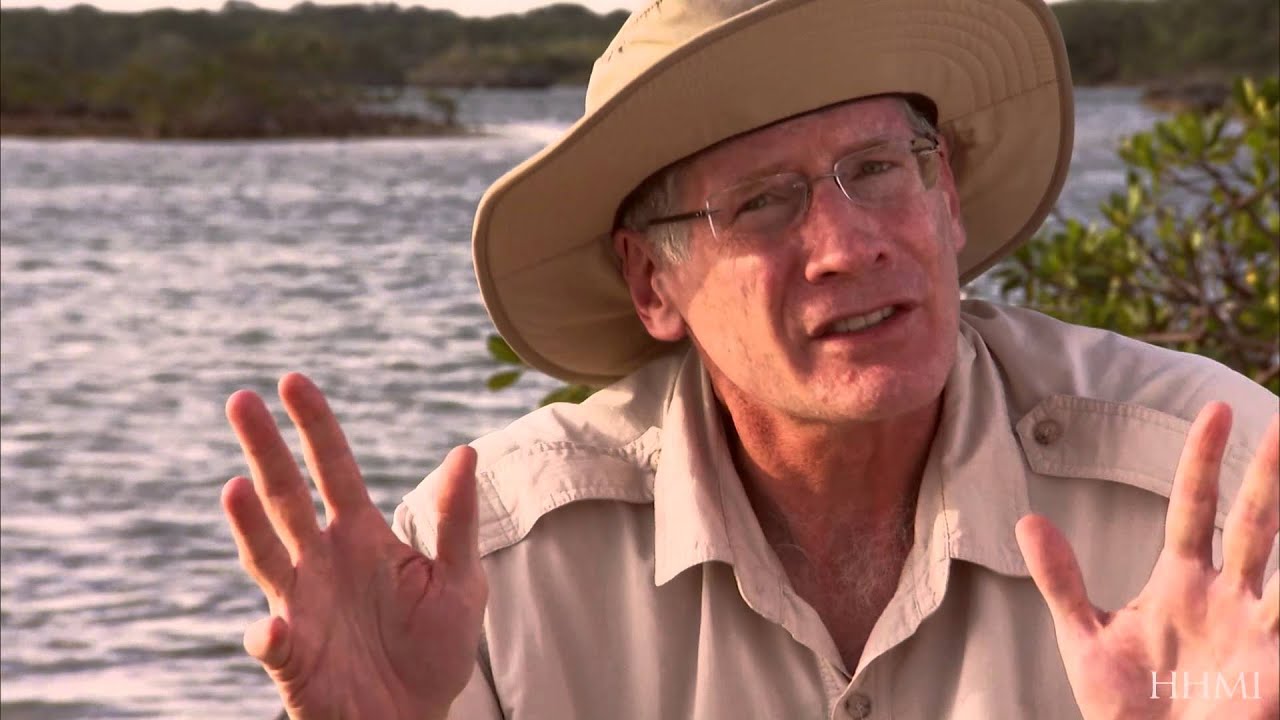 Convergent Evolution of Lizards &mdash; HHMI BioInteractive Video