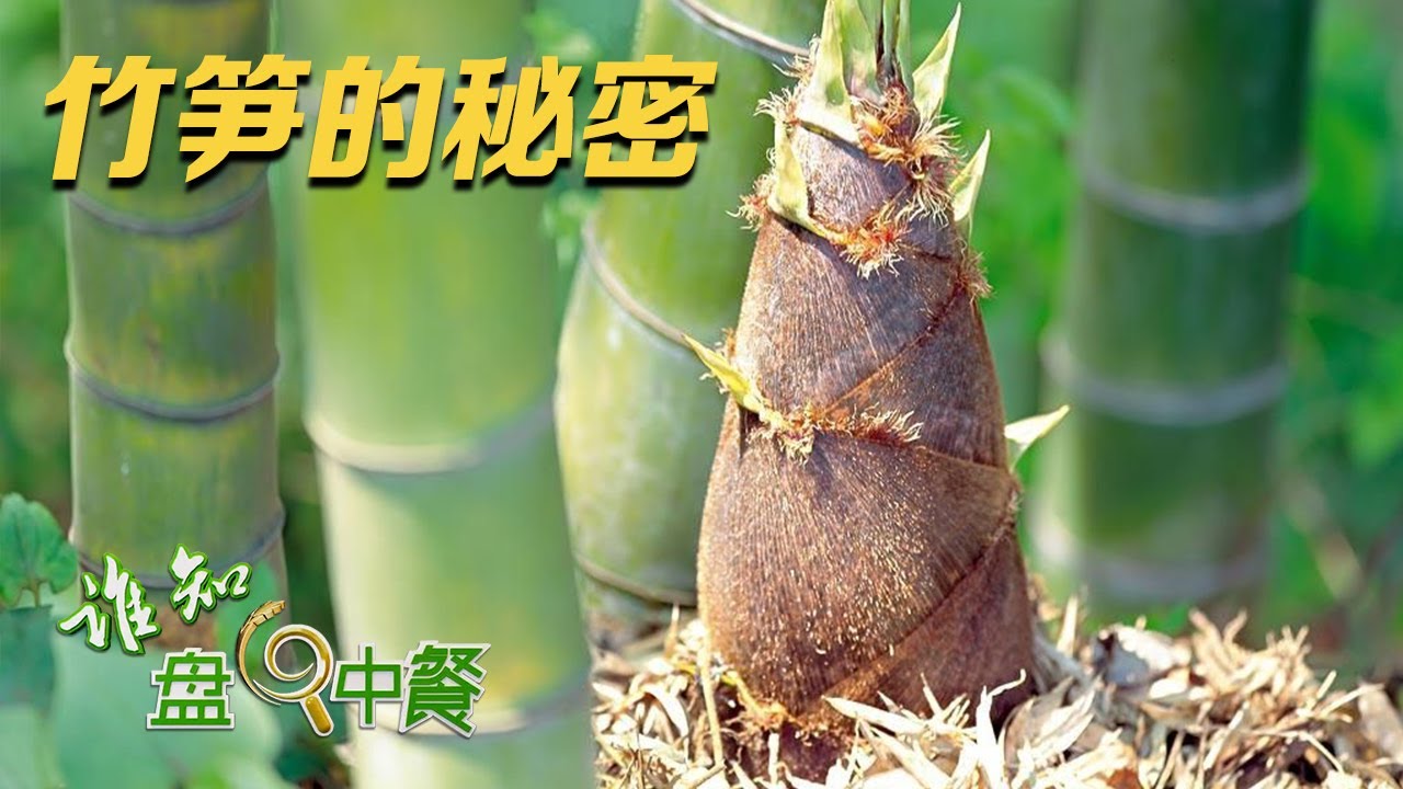 什么样的竹子才是好竹子？如何种植才能长出优质竹笋？原来看似简单的竹笋里却有很多不为人知的种植门道！丨「谁知盘中餐」20230729