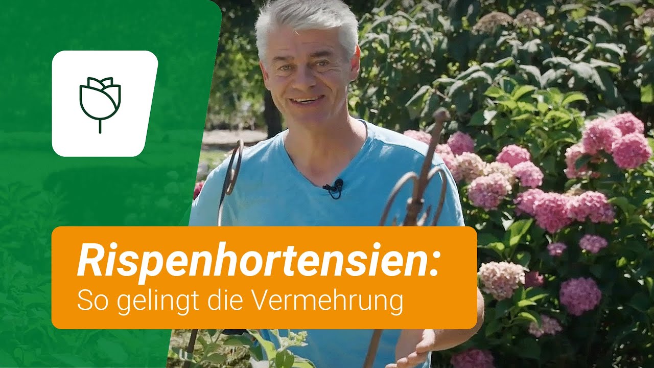 Rispenhortensien vermehren: So gelingt's