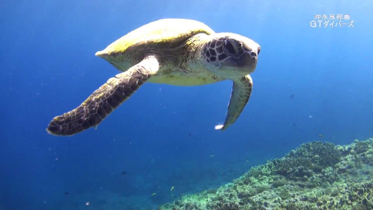 【日本一】人懐っこいウミガメ