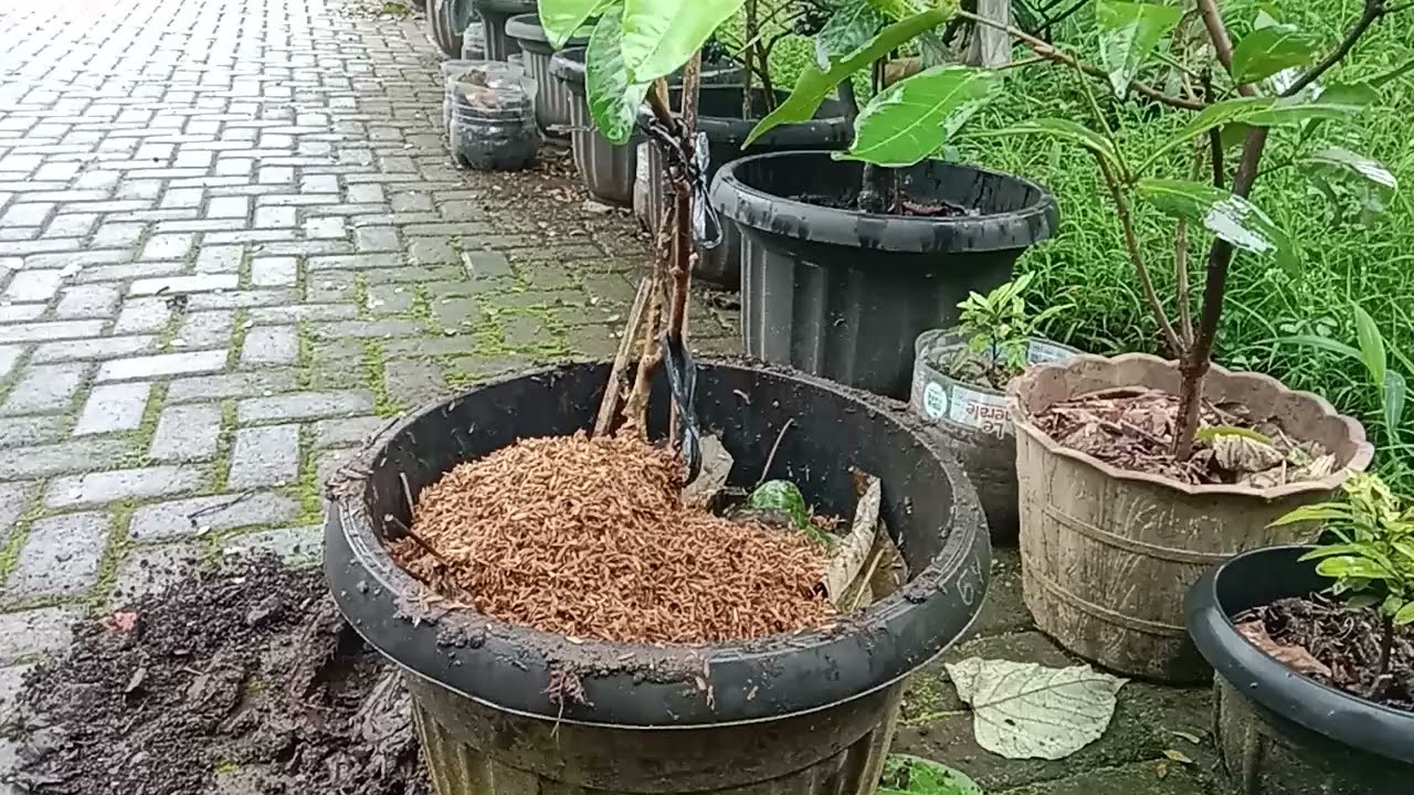 Retrovit Tabulampot Jambu Chegua #kebunzuhdhan #tabulampot #jambuchegua 