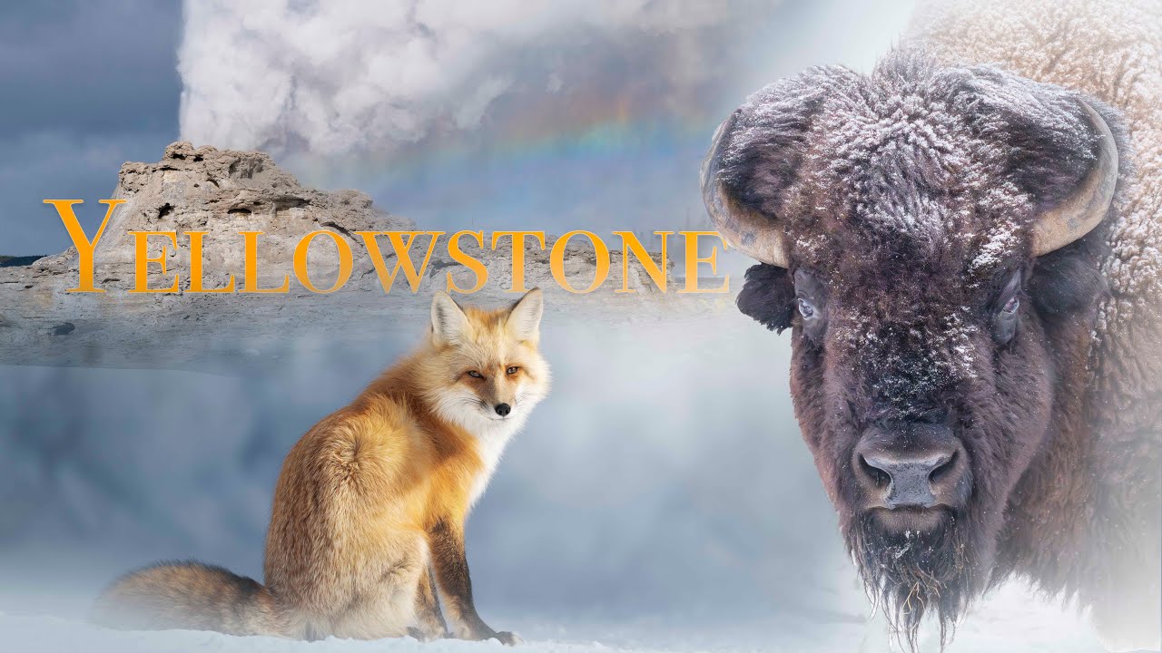 Winter in Yellowstone National Park | Short Cinematic Film