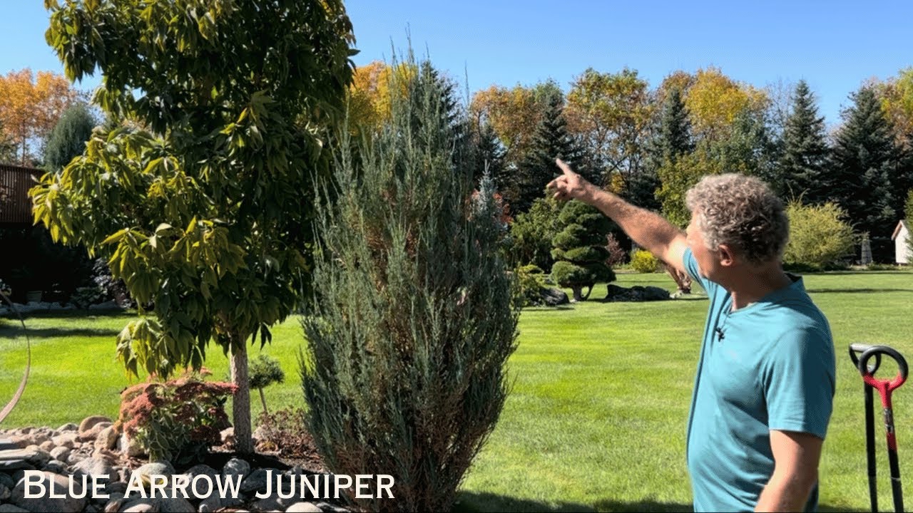Regretting My Juniper Planting Location: Time To Transplant