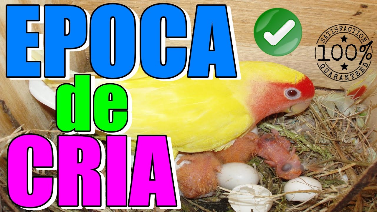 ÉPOCA de CRIA  perfecta en agapornis, ninfas y periquitos