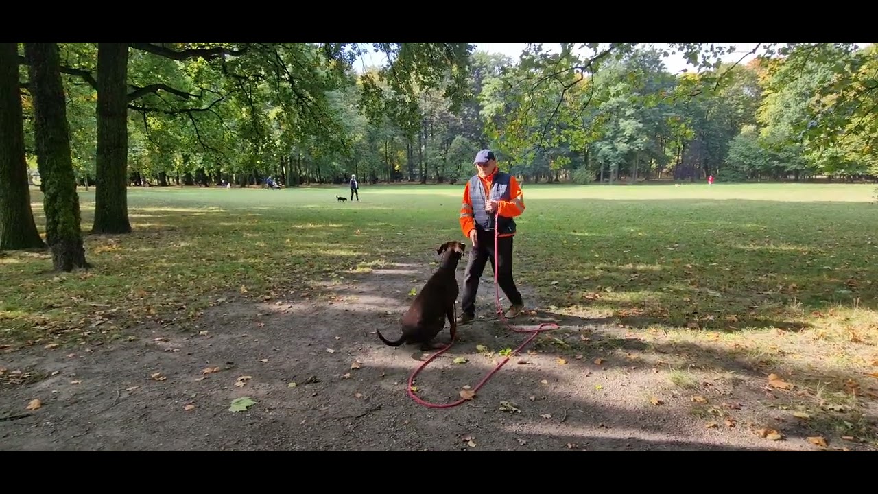@Doberman pies 15 mc.Pierwsze spotkanie.Trening przy 25 dzieciach przechodzących obok psa.