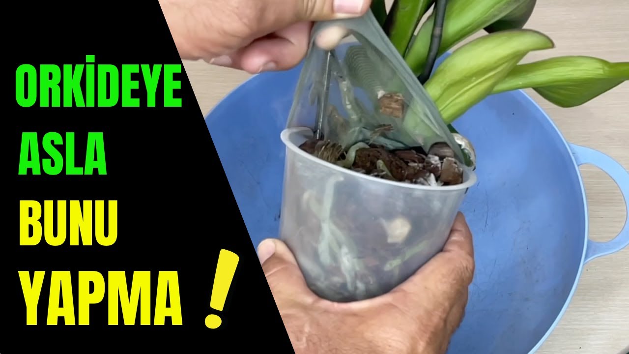 КАК Я СПАС ОРХИДЕЮ, КОТОРУЮ СЧИТАЛИ МЕРТВОЙ? #уходзаорхидеями