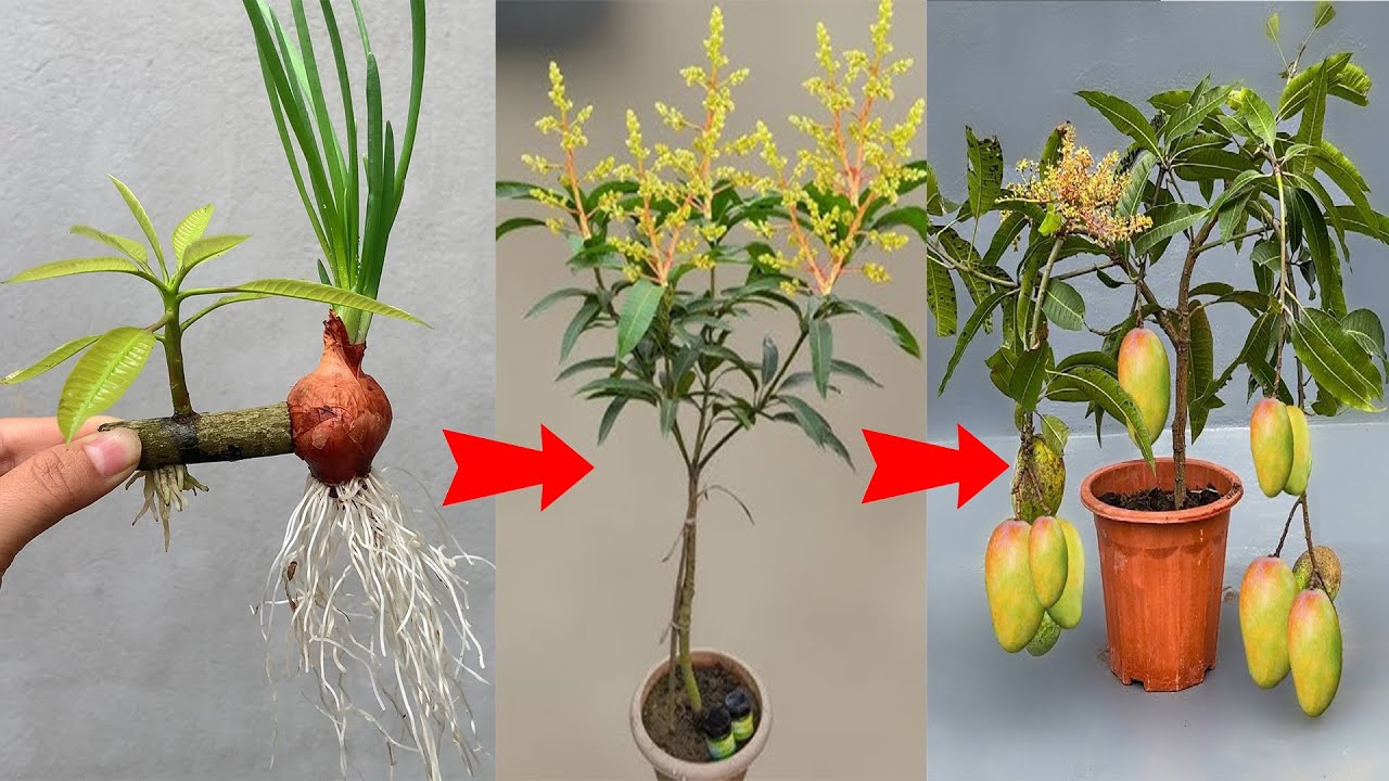 🌱Using onions as a stimulant helps mango trees grow 5 times faster, amazing!