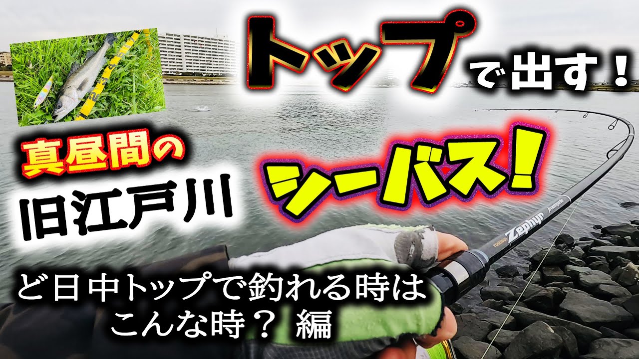 トップで出す！真昼間の旧江戸川シーバス！ - ど日中トップで釣れるときはこんな時？編 - 東京湾奥一級河川シーバス