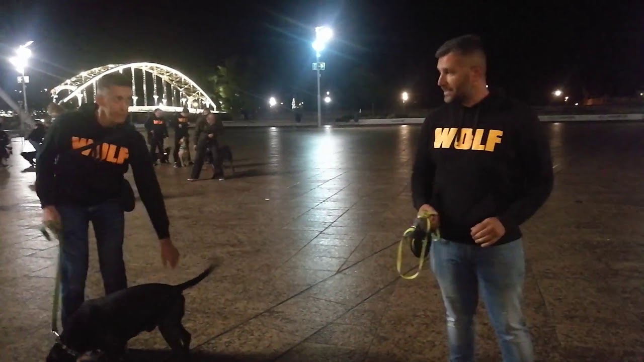 Megmutatja a szakértő, hogyan védekezzünk egy kutyatámadás ellen