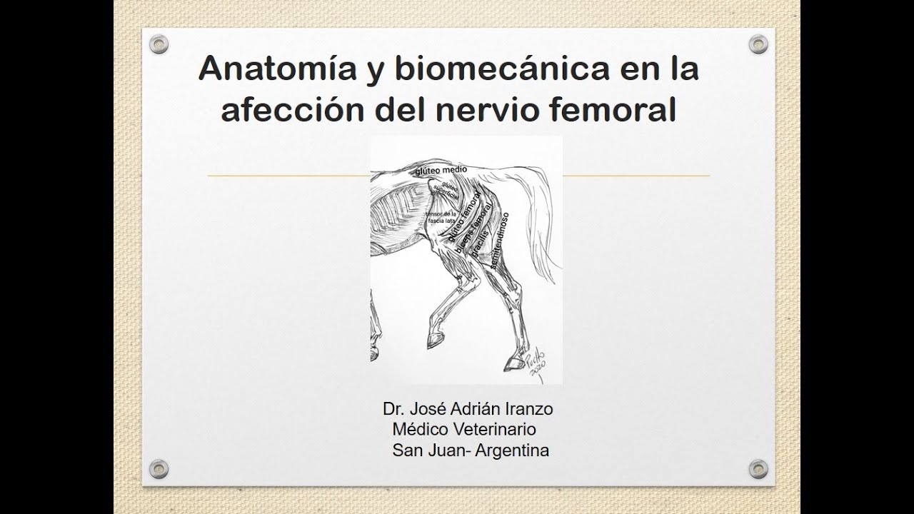 Anatomía y biomecánica en la lesión del nervio femoral del equino
