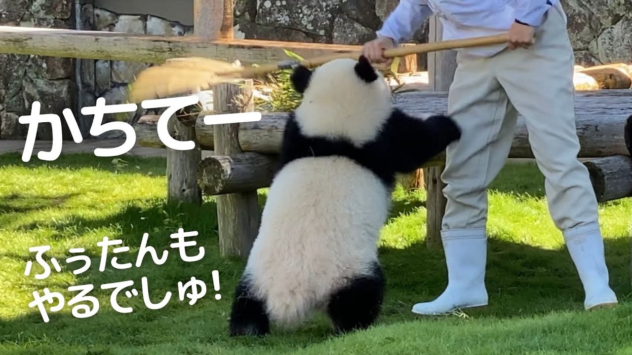 この怪獣...暴れすぎ😂飼育員さんも逃げるw楓浜のハッスルお掃除タイム😍
