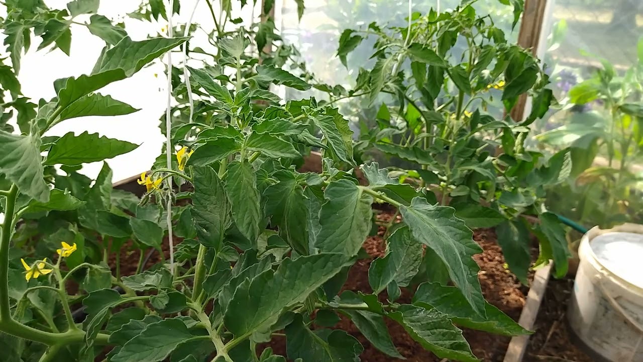 Mój Sposób Na Wysoką Temperaturę w Tunelu Foliowym (uprawa pomidorów)