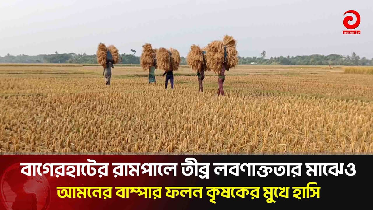 তীব্র লবণাক্ত জমিতে আমনের বাম্পার ফলন! Agriculture News | Asian Television