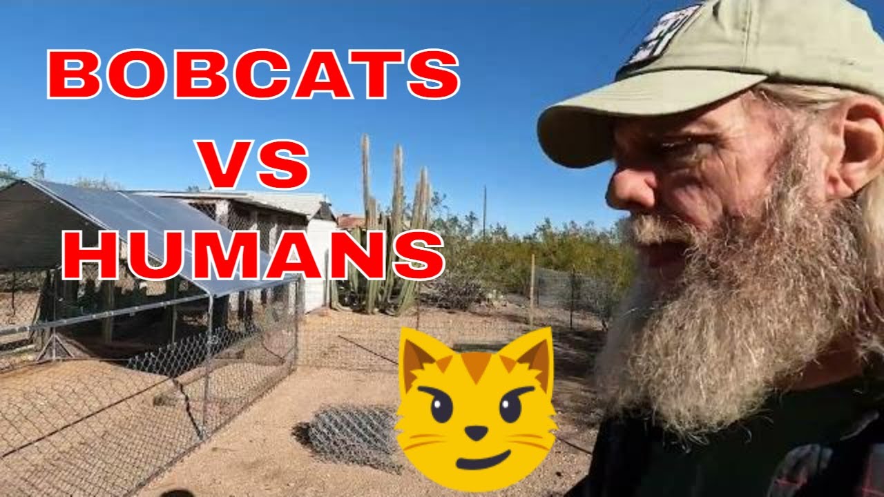 Chicken Coop Security, Bobcat Proofing