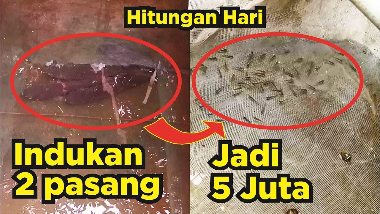 MUDAH!! Pemijahan Ikan Grass Carp Sangat Menguntungkan!! Bisnis Ikan Grass Carp Part 3