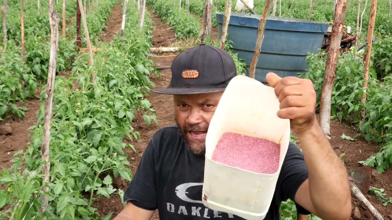 O MELHOR ADUBO PARA SUA PLANTAÇÃO. 