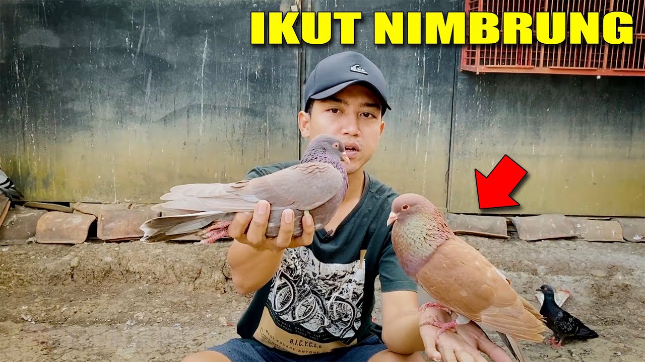 LAGI ASIK REVIEW PIYIKAN , ADA MERPATI DATANG