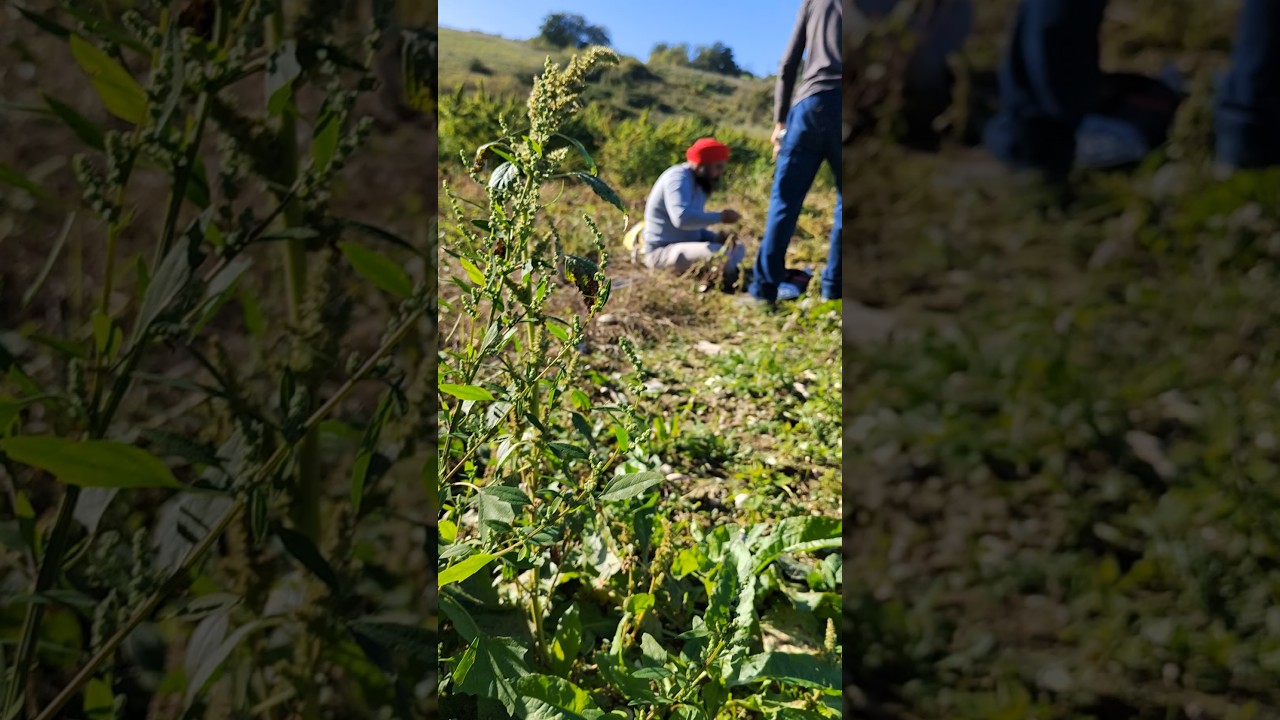 обед на конопляном поле. lunch in a hemp field. pranzo in un campo di canapa