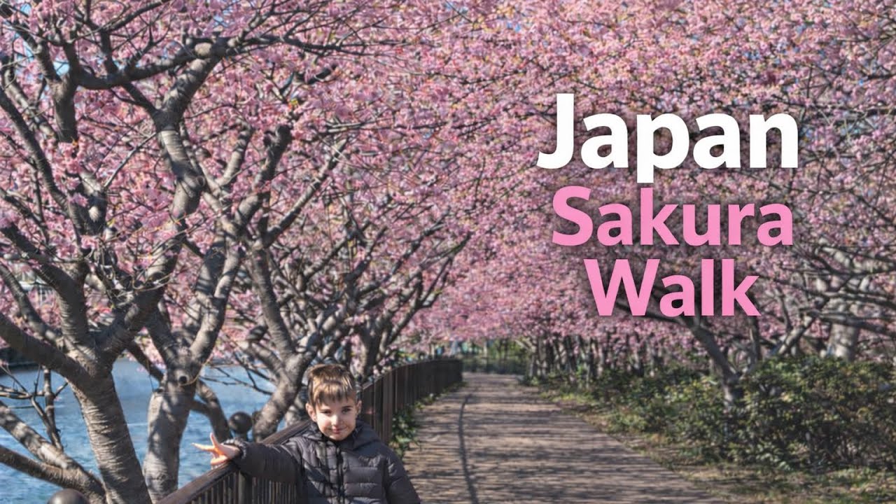Cherry Blossoms in Japan in Mid-February 🌸 #japan #travel #sakura 