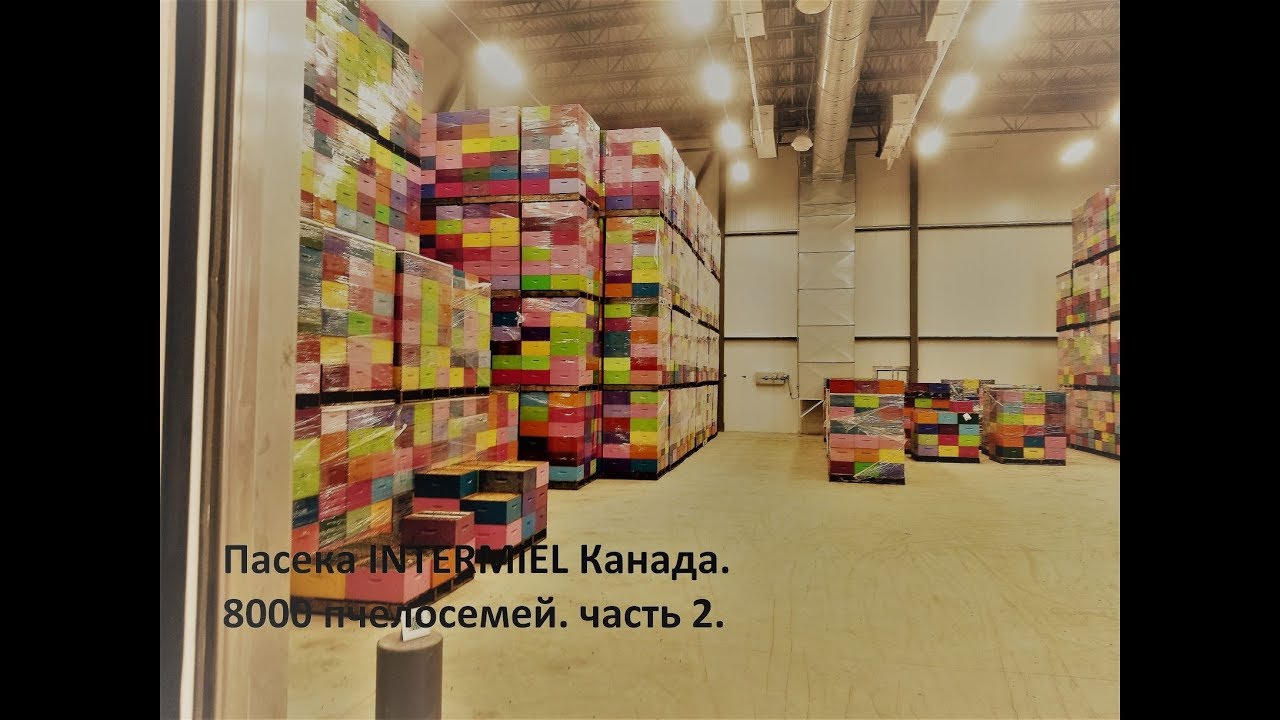 Промышленная пасека INTERMIEL, в Канаде. 8000 пчелосемей. Часть 2.