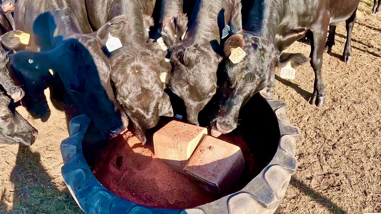 These Cows Need Salt!!