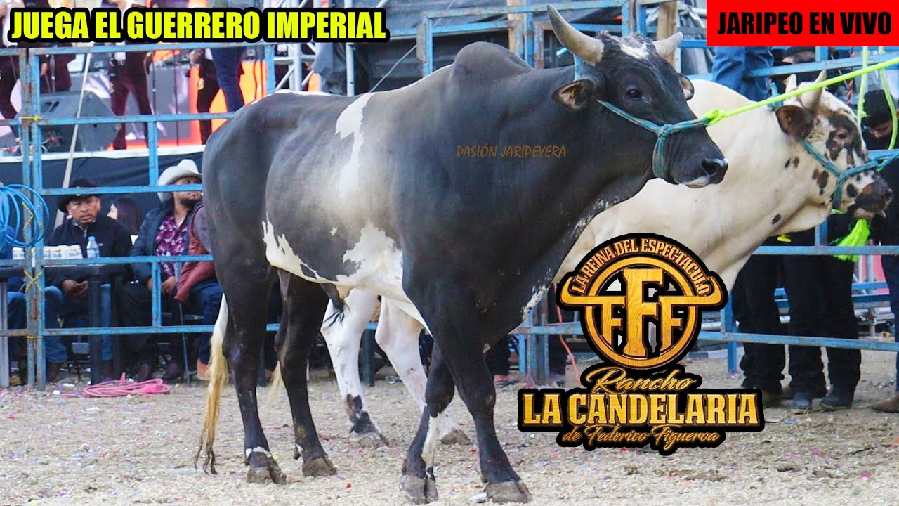🔴 RANCHO LA CANDELARIA y MASCOTA en Vivo 🔴 Condembaro Michoacán 6 Julio 2025 | Jaripeo Completo