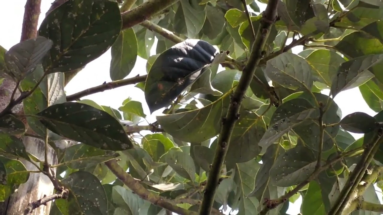 Alpukat markus buah pertama di depan rumah