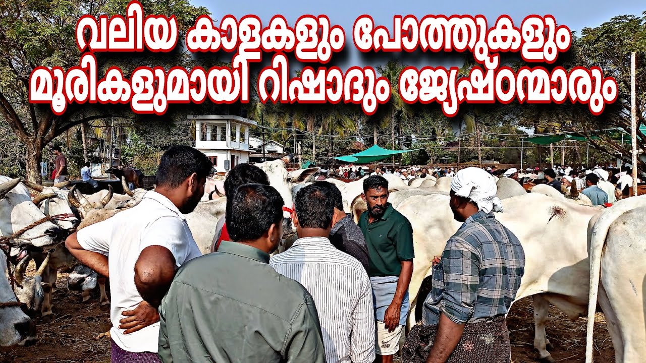 വലിയ കാളകളും പോത്തുകളുംമൂരികളുമായി റിഷാദും ജ്യേഷ്ഠന്മാരും 