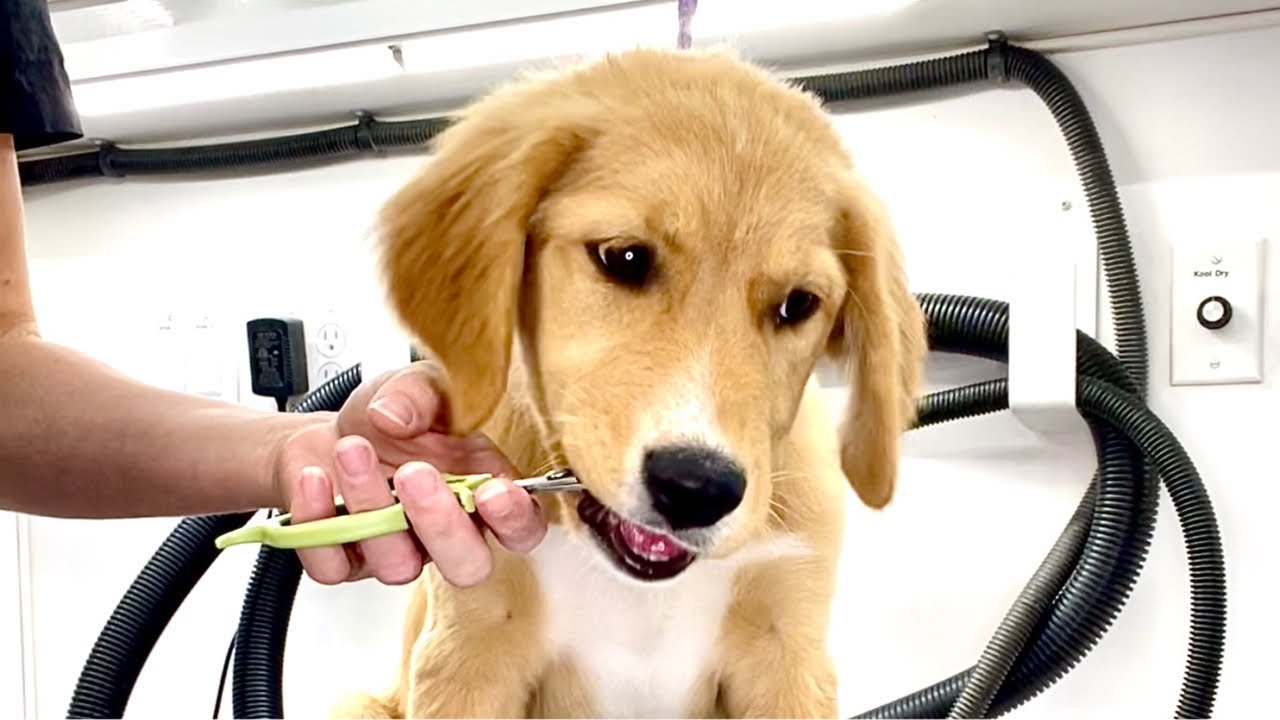 Puppy Thinks Nails Clippers Are Chew Toy | Border Collie / Golden Retriever Puppy First Groom
