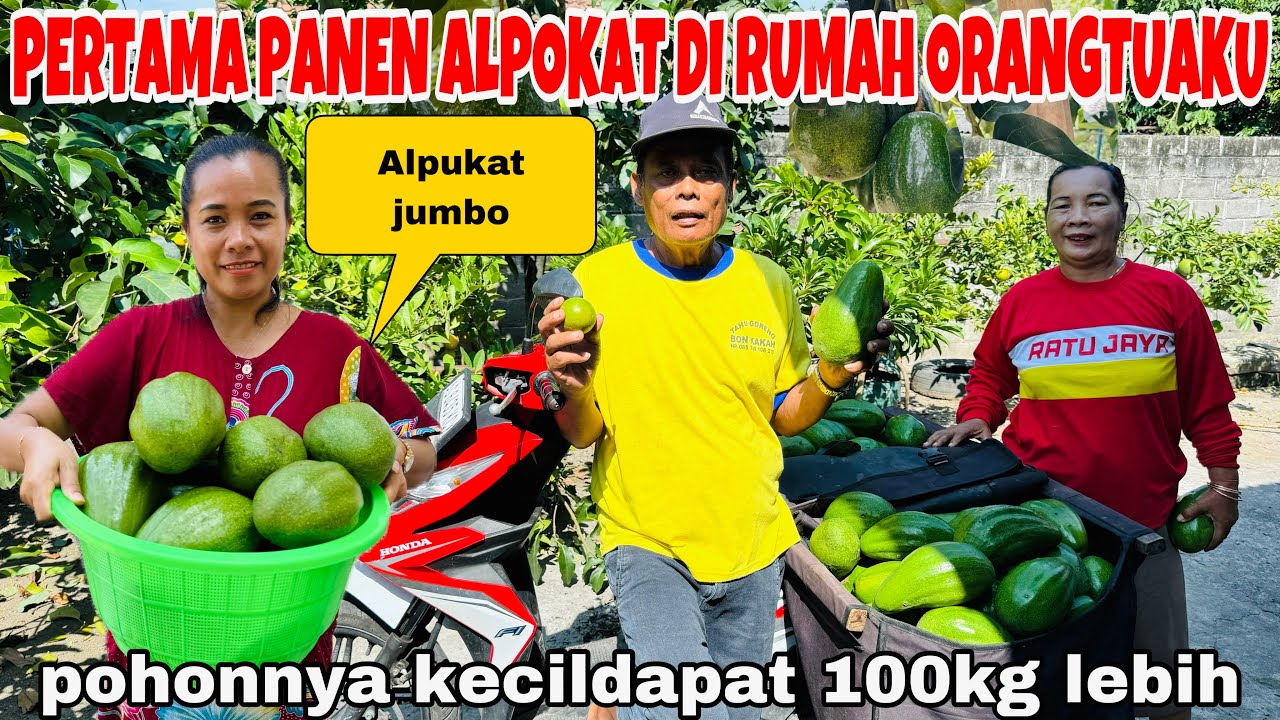 PANEN PERTAMA ALPOKAT JUMBO DI RUMAH ORANG TUAKU,POHONNYA KECIL2 DAPAT LEBIH 100kg(SAMPAI DI MARAHI)