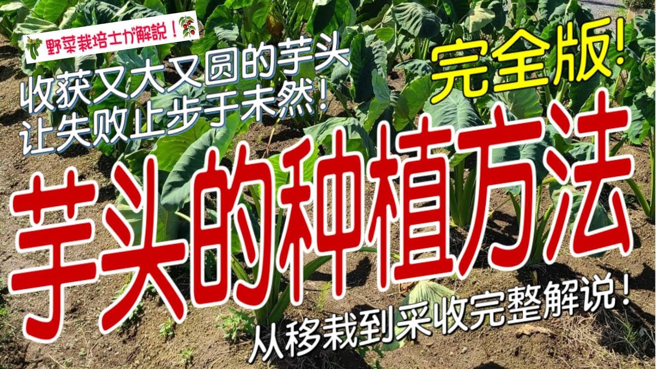 《芋头的种植方法》芋头种植全攻略｜芋头催芽、定植、培土、浇水、追肥到收获的详细方法｜家庭菜园必看教程