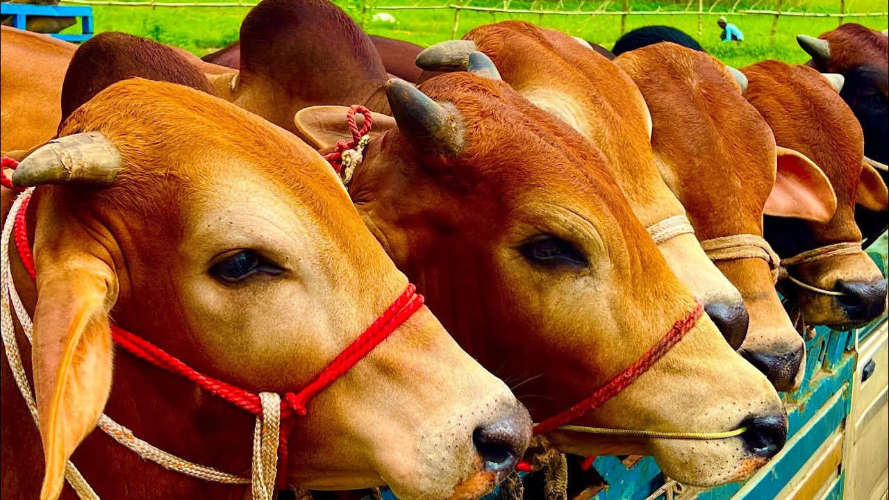 Cow unloading, cow videos, cow video, animal, big cow, goru hamba cow, Ep- 1