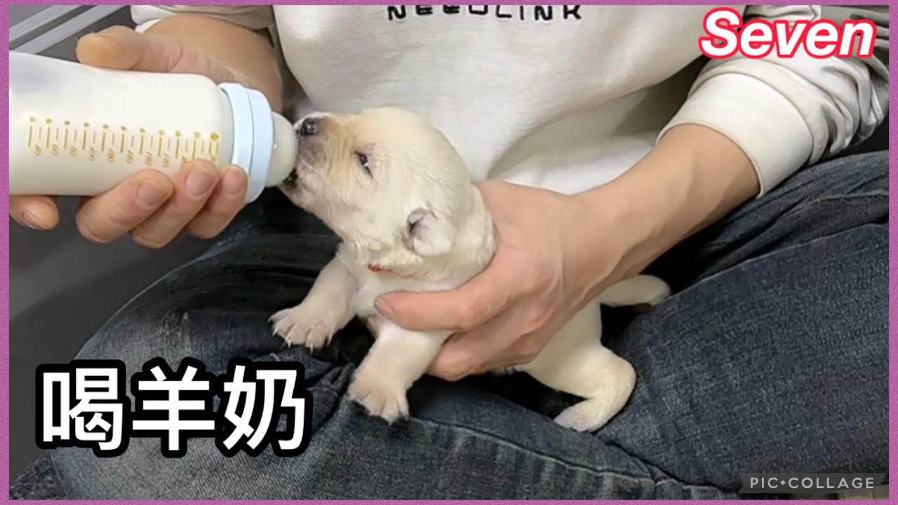 seven老四拉不拉多💕2026-2-5💕seven一家 #seven老四小迷糊 #labrador #萌宠 