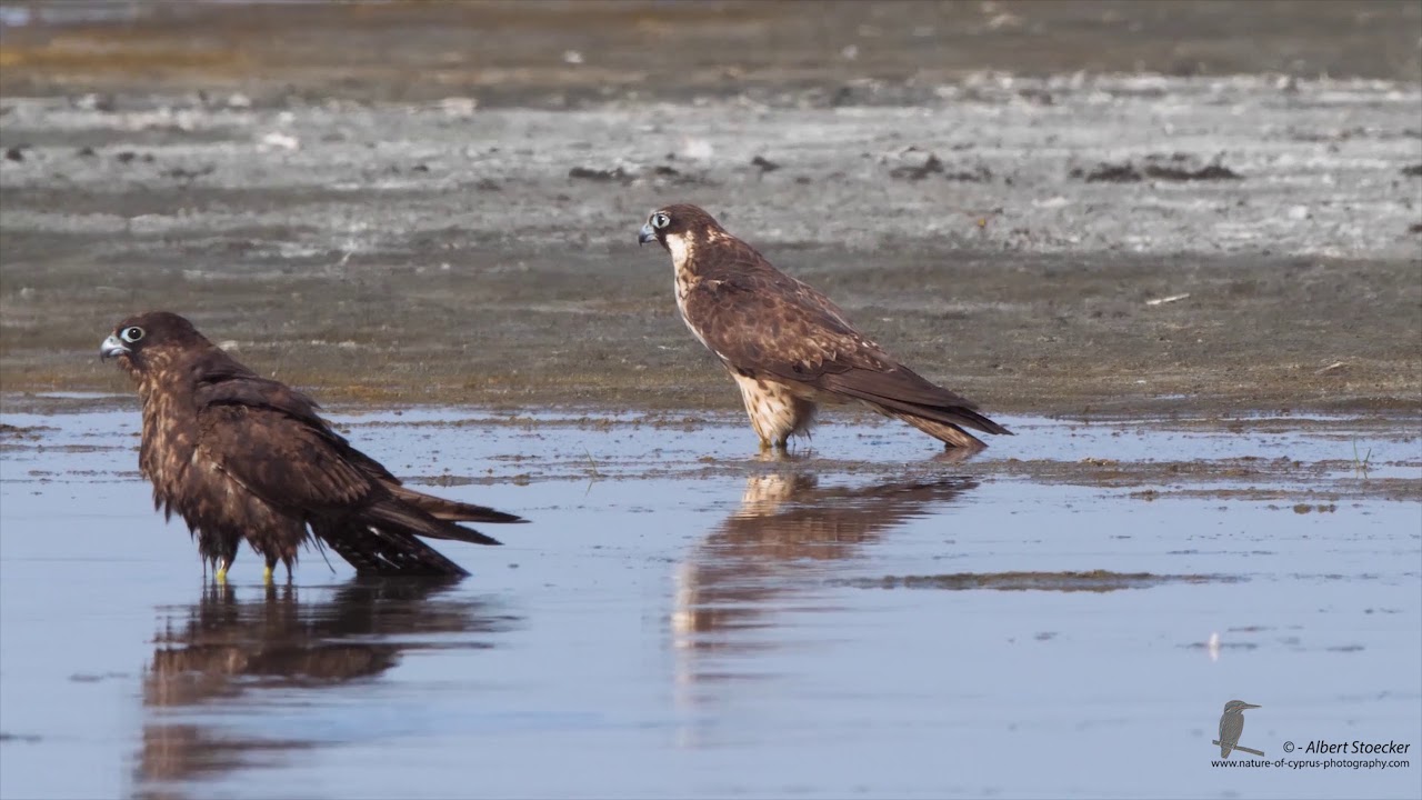 Akrotiri Peninsula - Migration Birds - September 2017