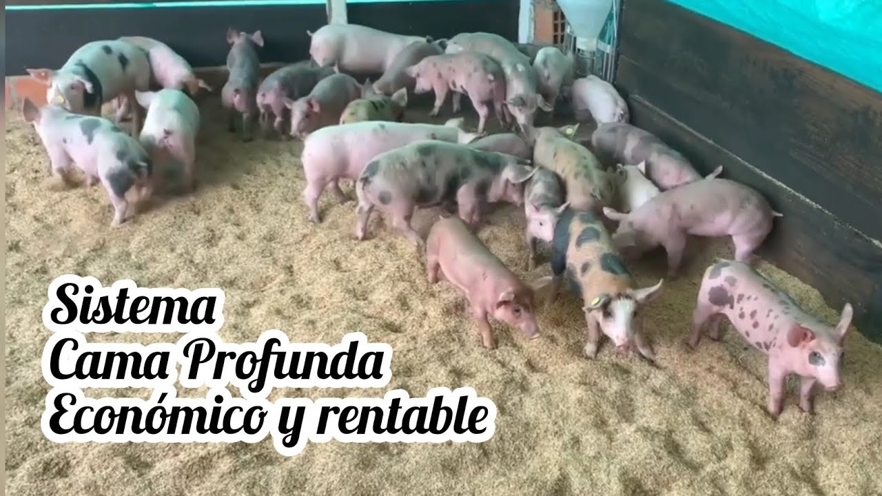 Sistema de Cama Profunda para Crianza de Cerdos Económico Efectivo Rentable🐷🐖💵💰