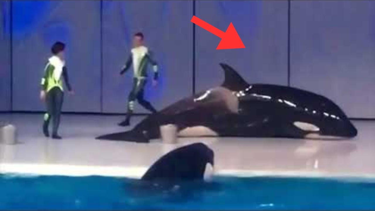 The Dark Side of Russia's Terrifying Orca Shows