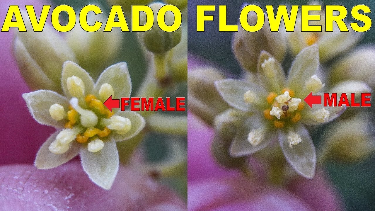 When Are Avocado Trees Self Fertile? Male VS Female Avocado Flowers